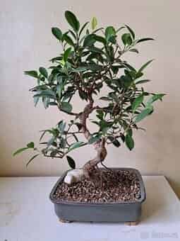 Ficus bonsaj