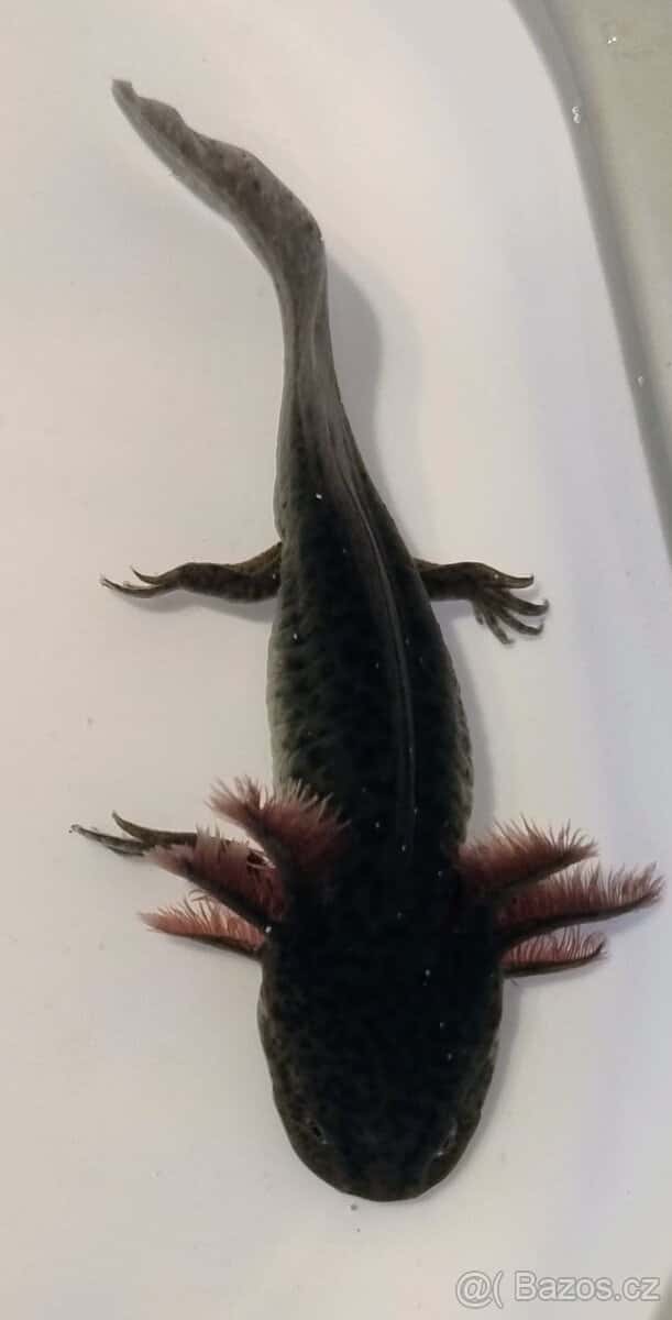 Axolotl mexický 1
