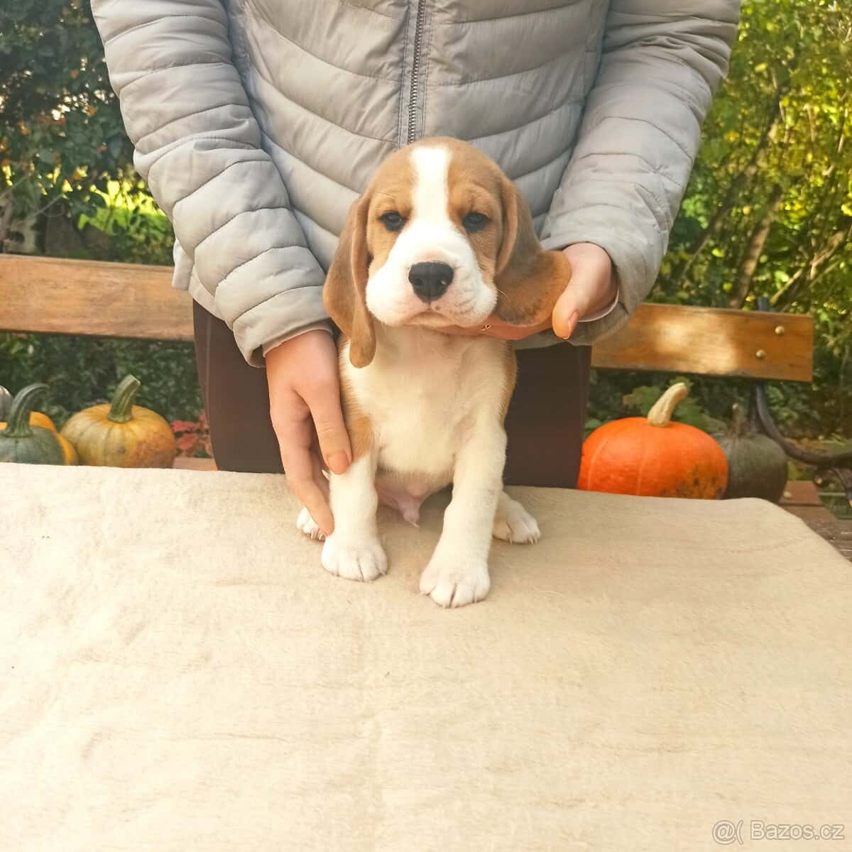 Beagle štěňátka 4