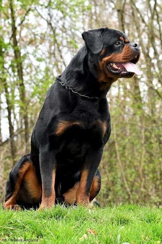 rotvajler - štěňata 4