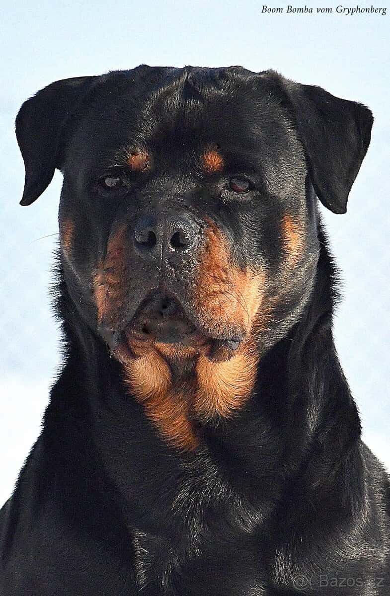 rotvajler - štěňata 5