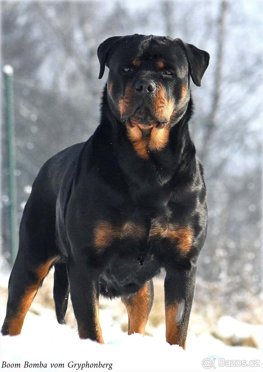 rotvajler - štěňata 6