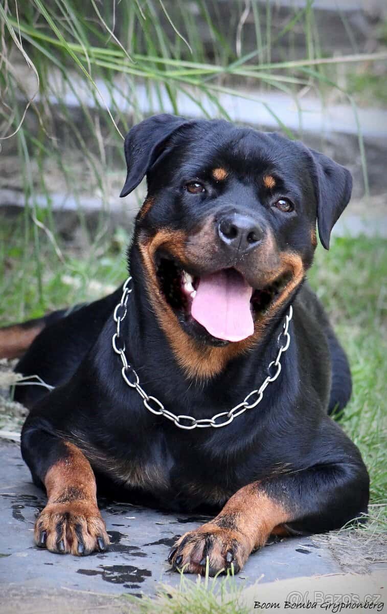 rotvajler - štěňata 7