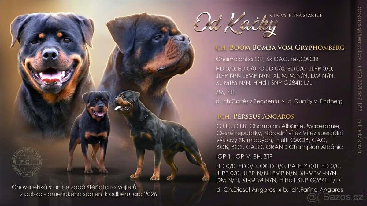 rotvajler - štěňata 8