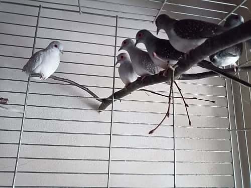 holoubek diamantový 4