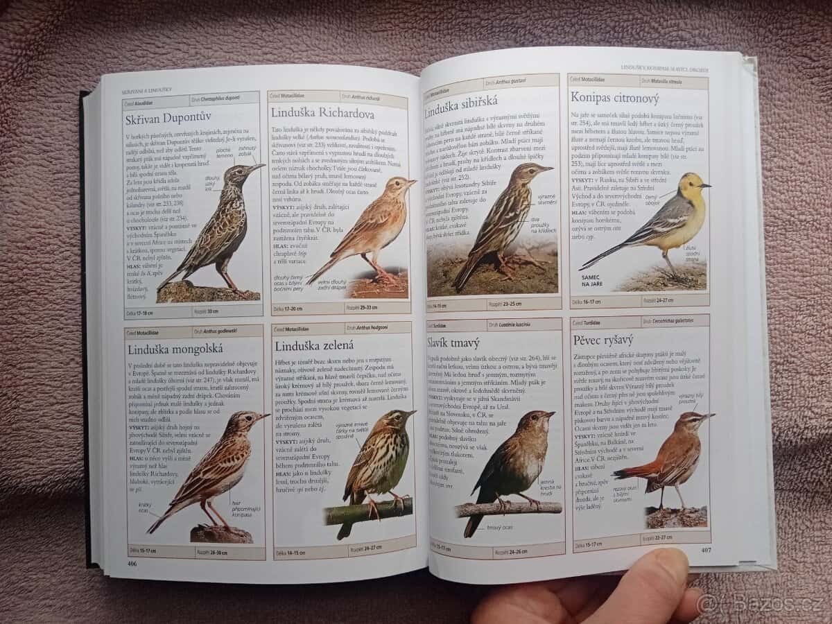 PTÁCI EVROPY-Rob Home 6