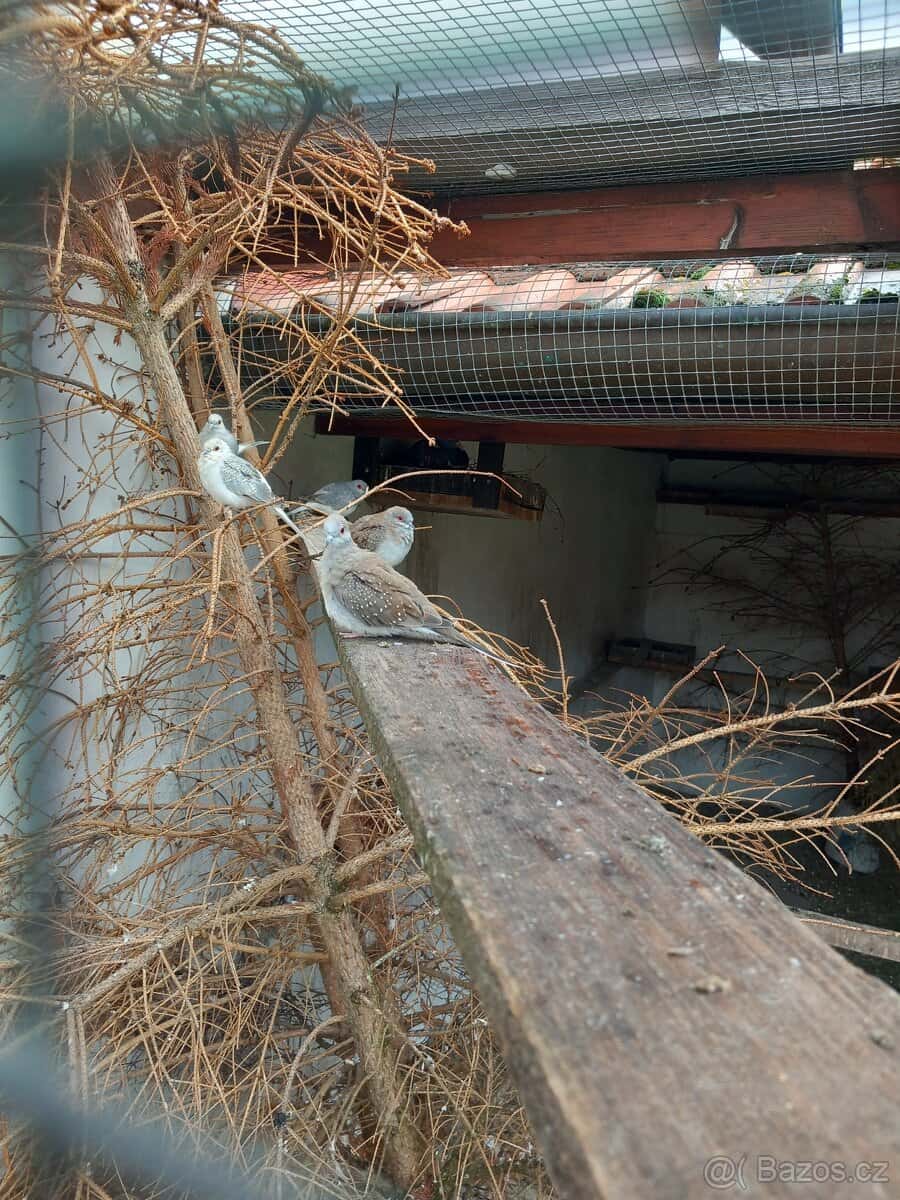 Holoubek diamantový 2