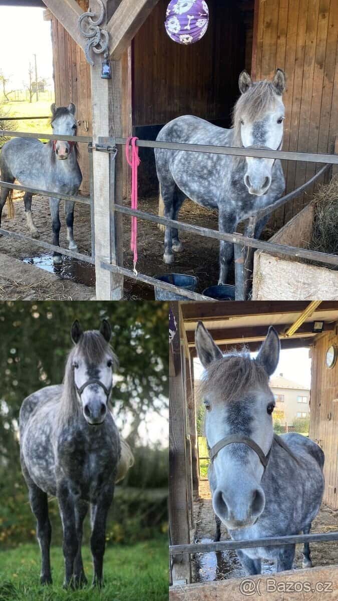 Pony klisna kat. A 3