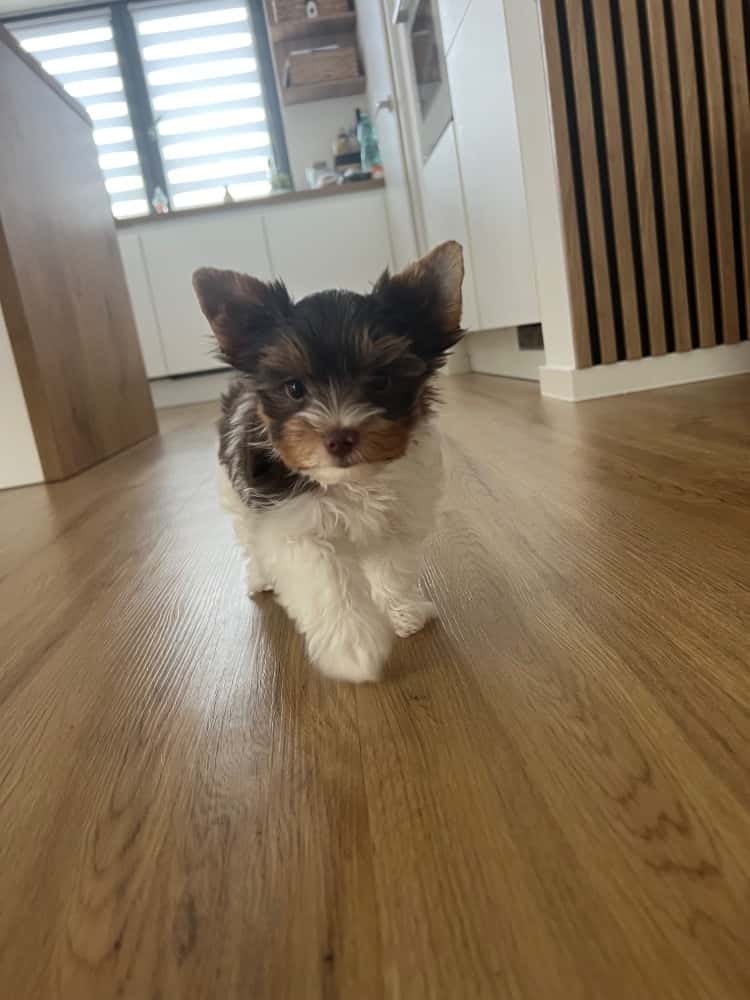 Biewer teriér s PP 1