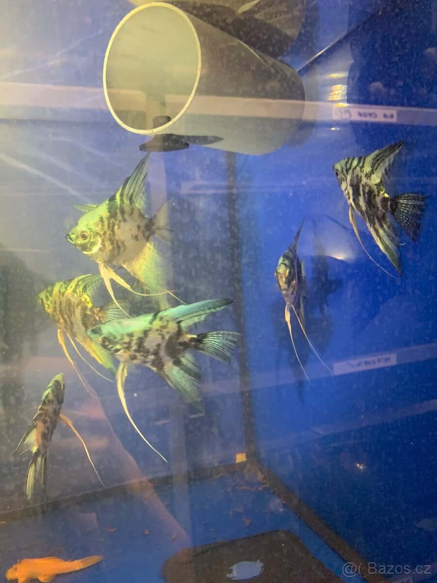 Skalar Mramor modry 3