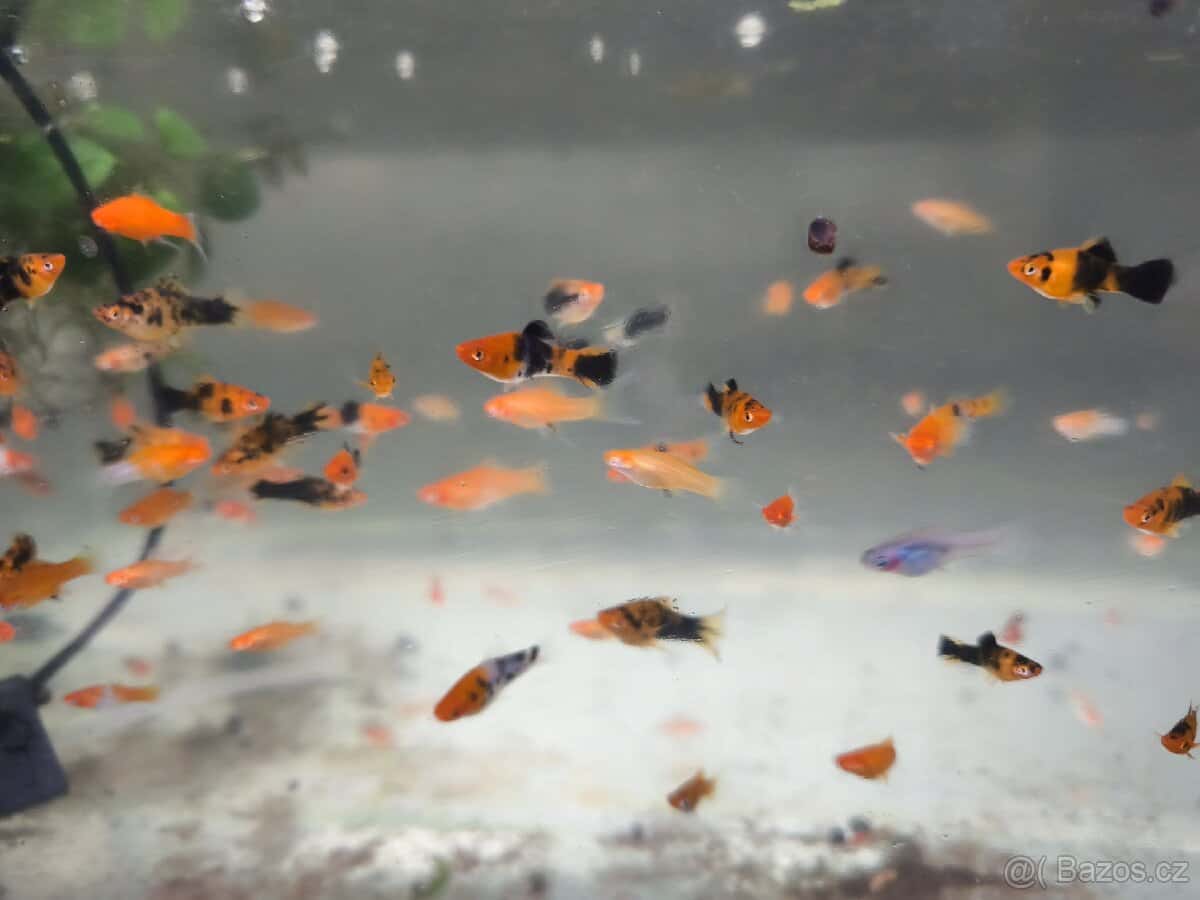 Mečovka Berlínská 2