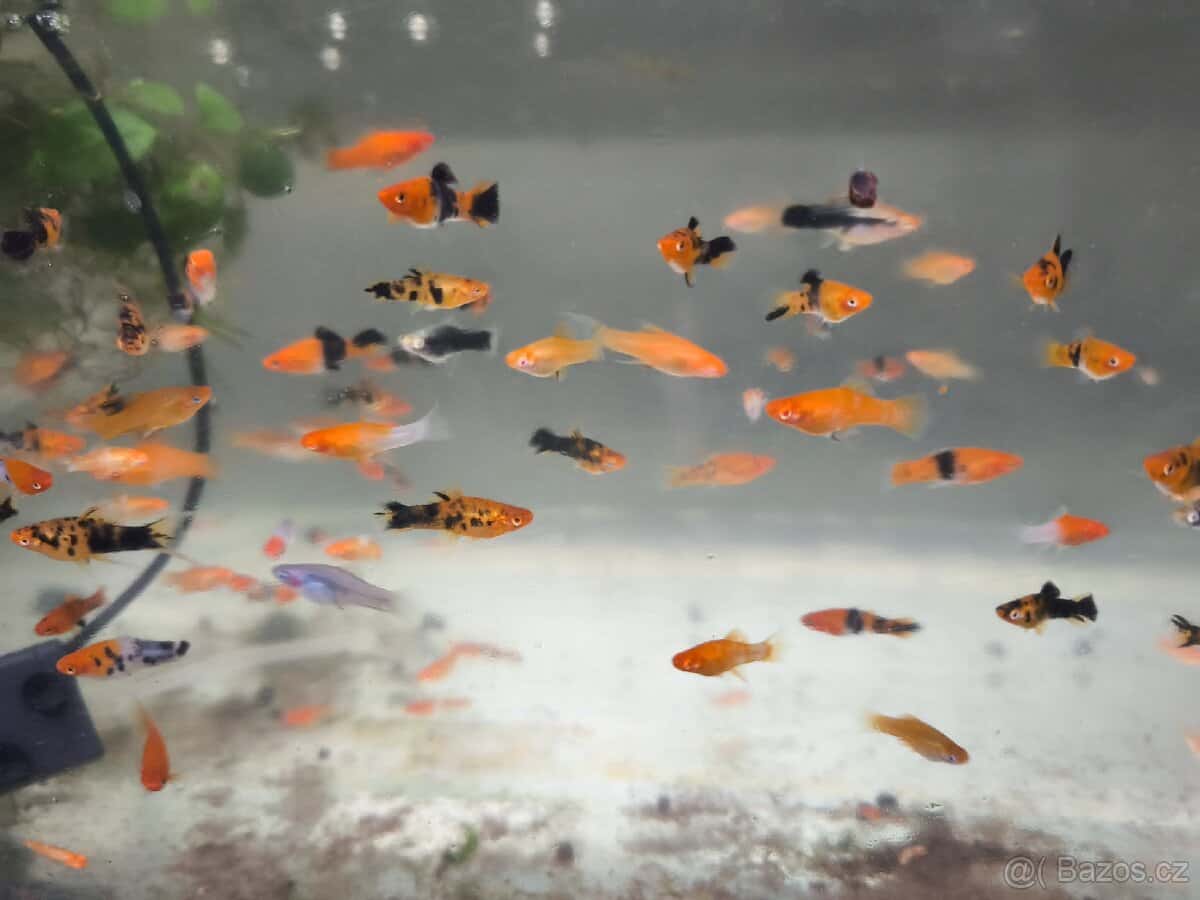 Mečovka Berlínská 3