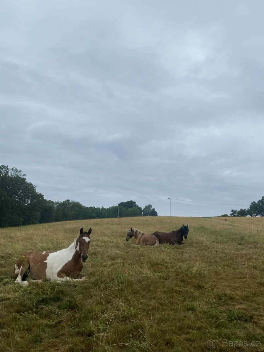 Ustájení koní 2