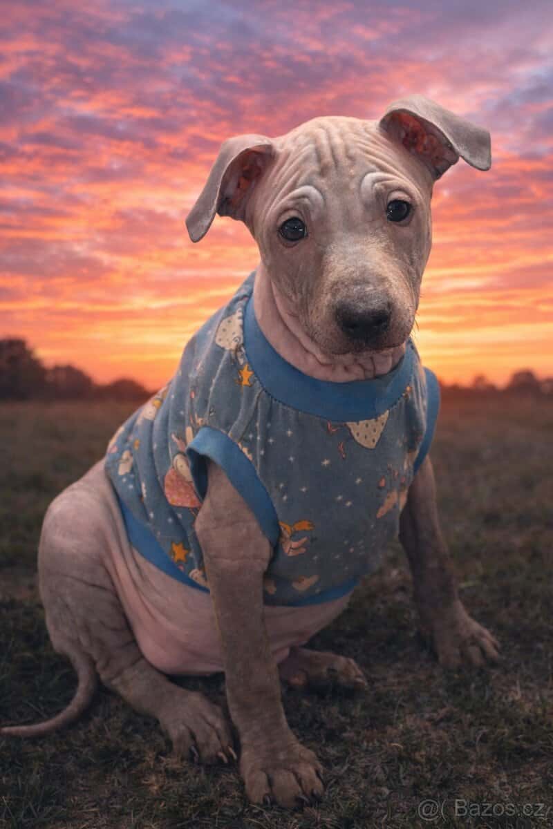 Americký bezsrstý teriér 2