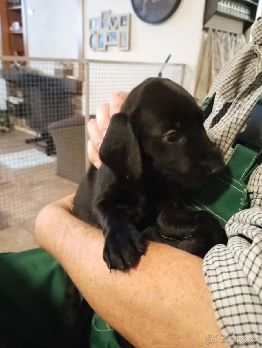 Prodám štěňátka 2