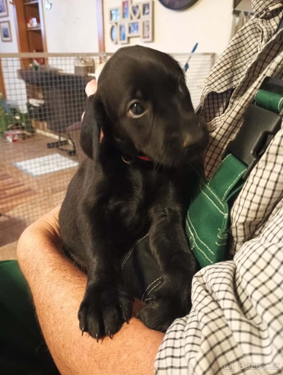 Prodám štěňátka 3