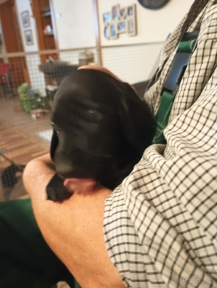 Prodám štěňátka 4