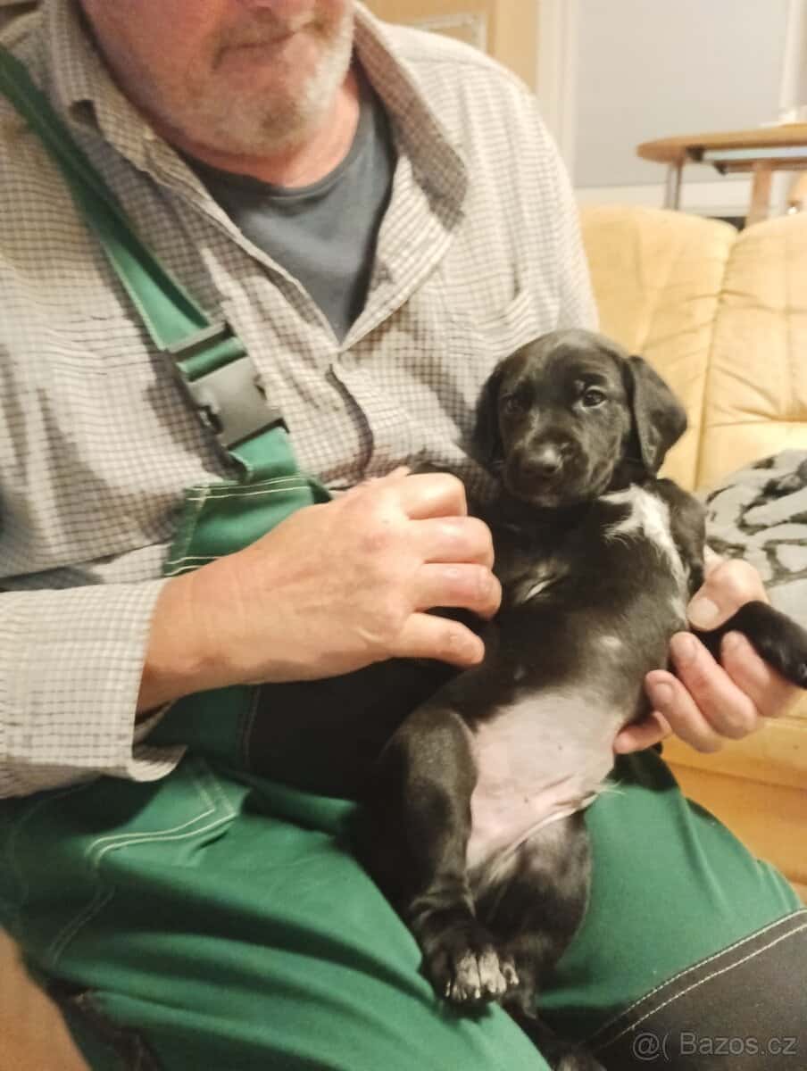 Prodám štěňátka 5
