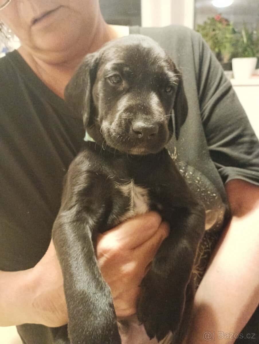 Prodám štěňátka 6