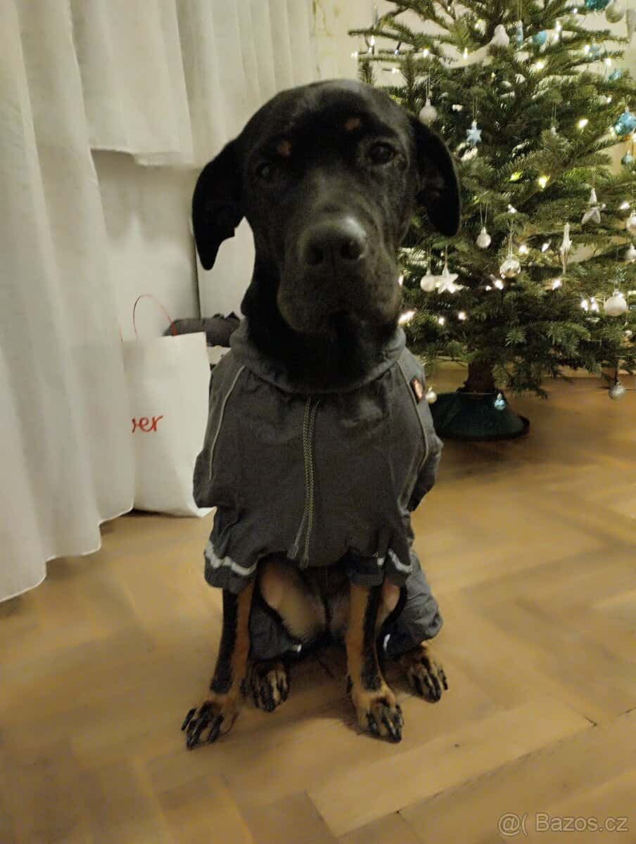 Obleček pro psa 4