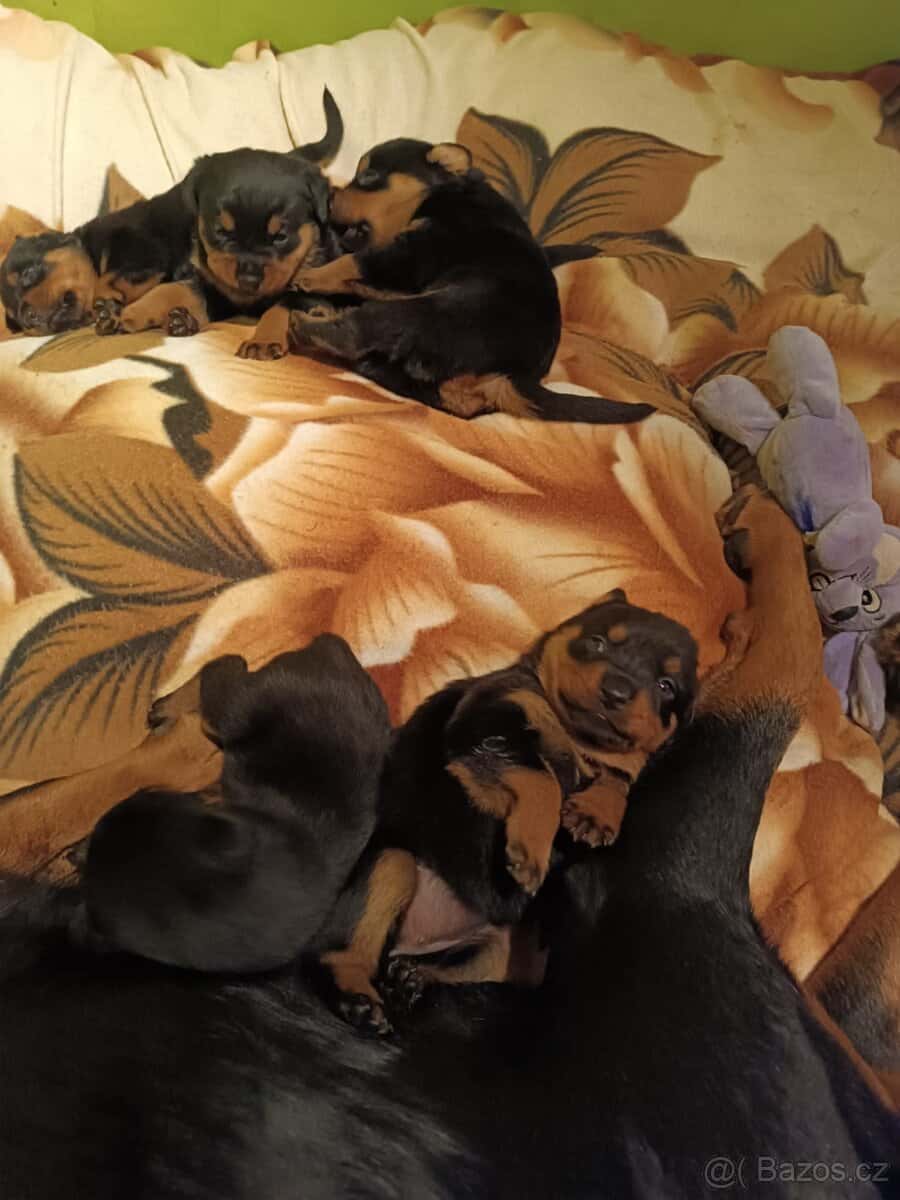 Rotvajler štěňata 1