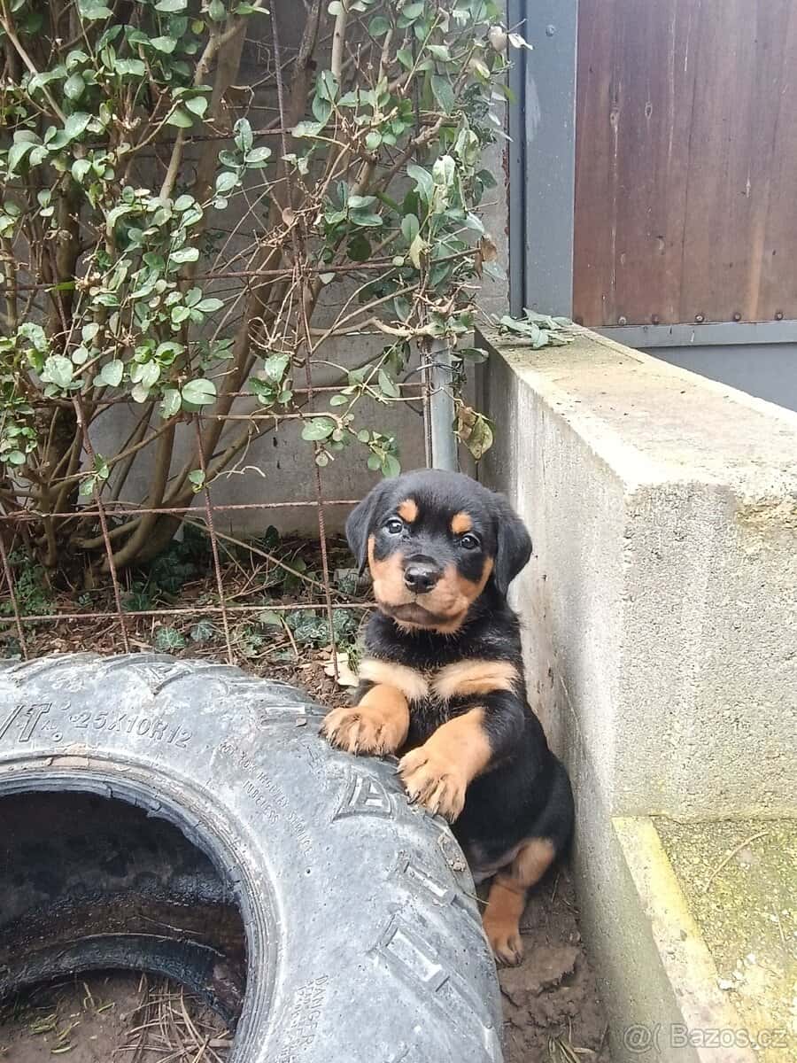 Rotvajler štěňata 5