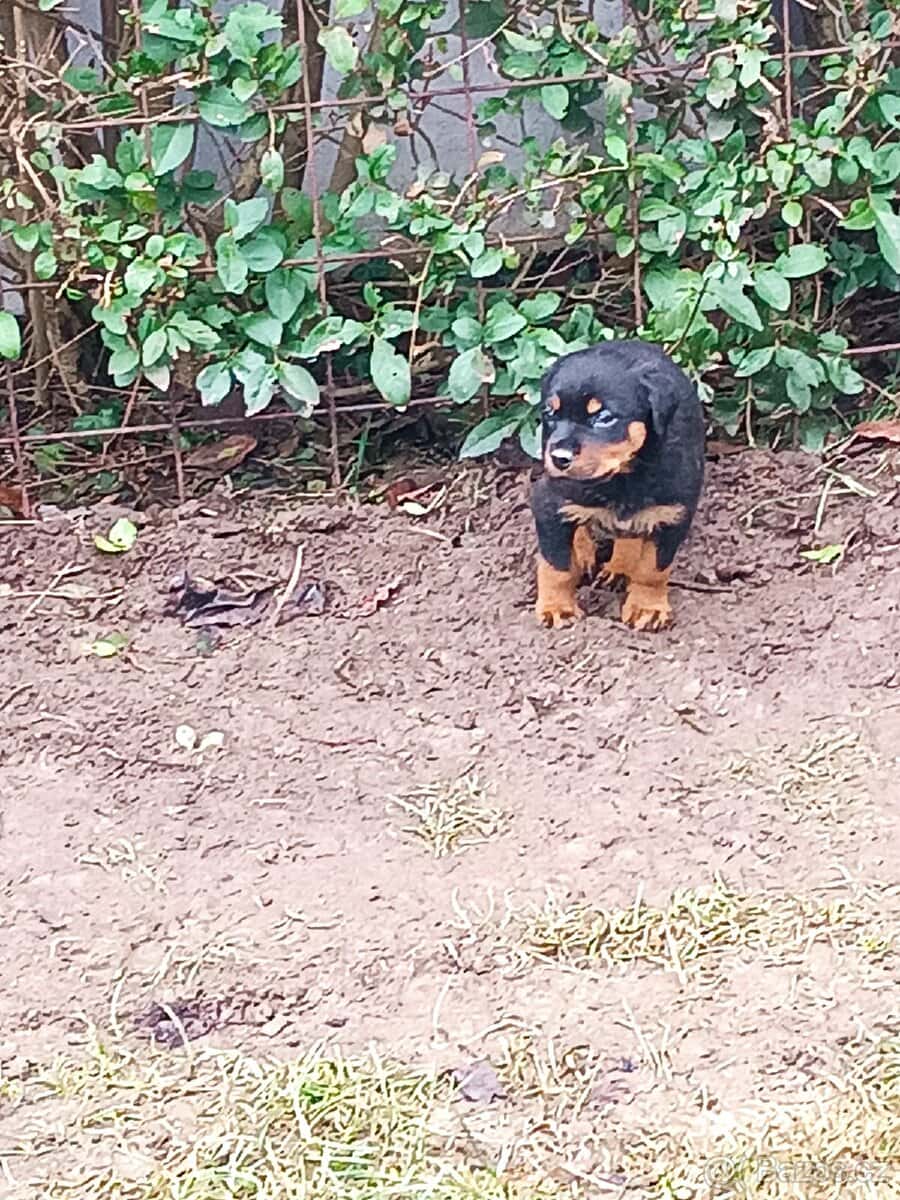 Rotvajler štěňata 6