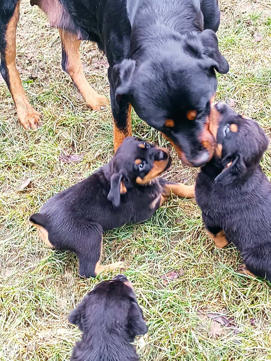 Rotvajler štěňata 7