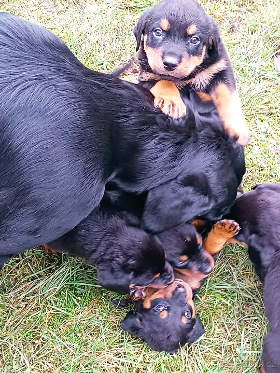 Rotvajler štěňata 8
