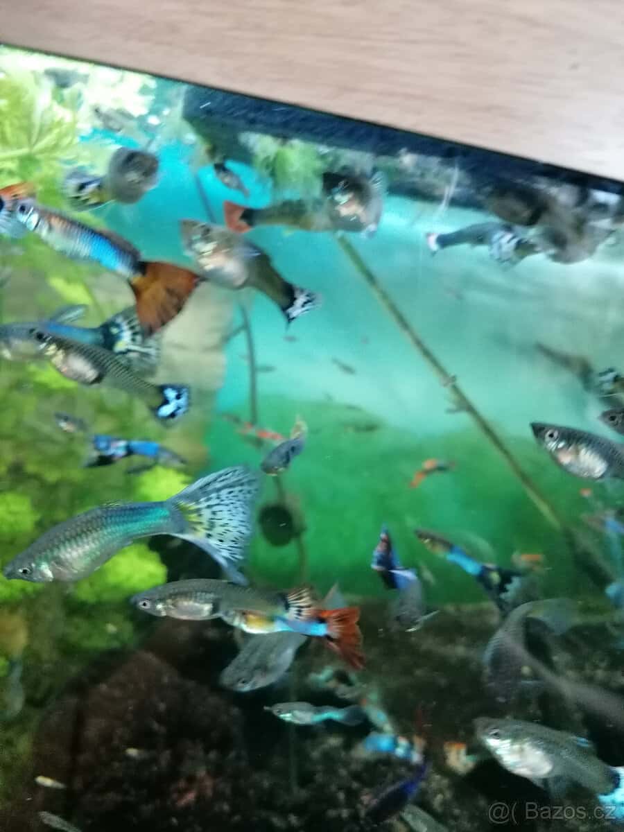 Prodám paví očka 2