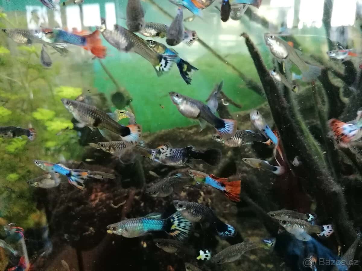 Prodám paví očka 3