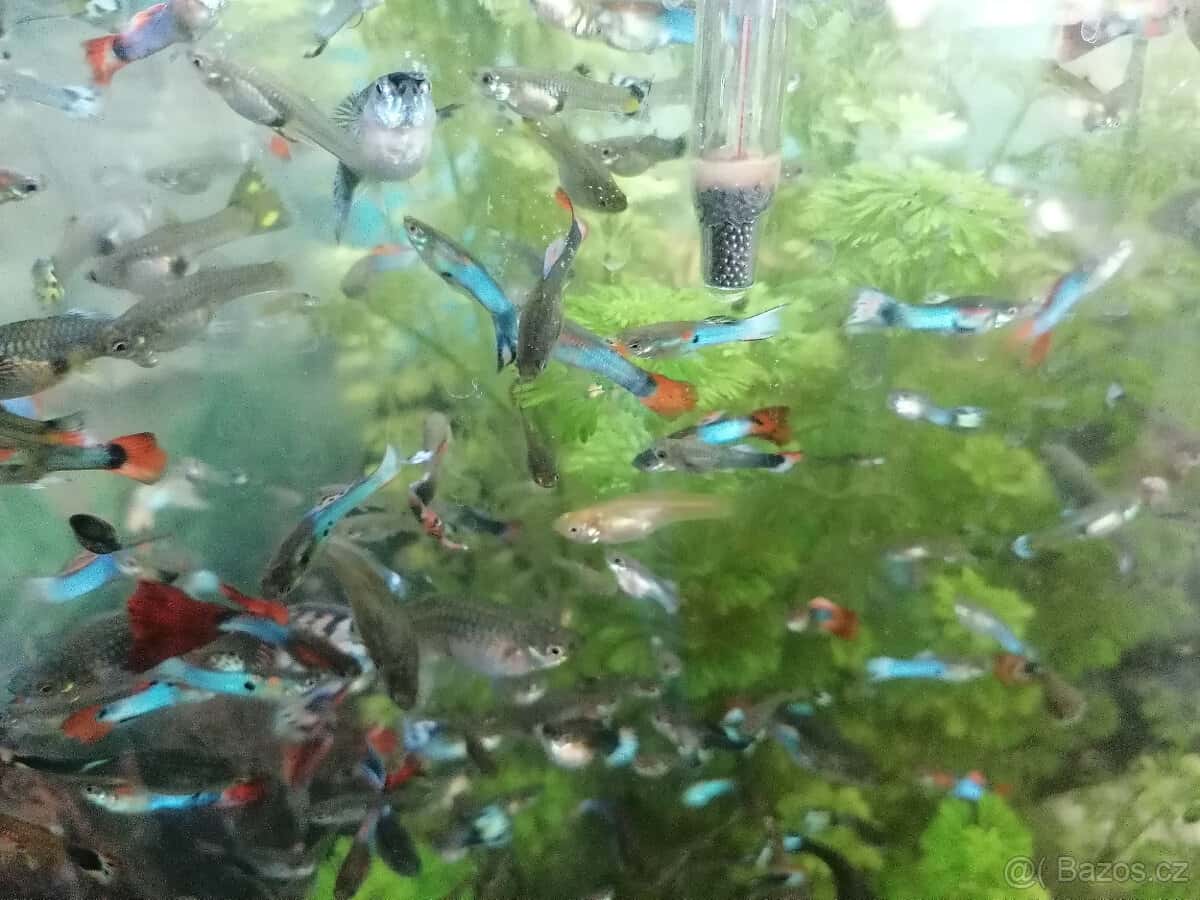 Prodám paví očka 6