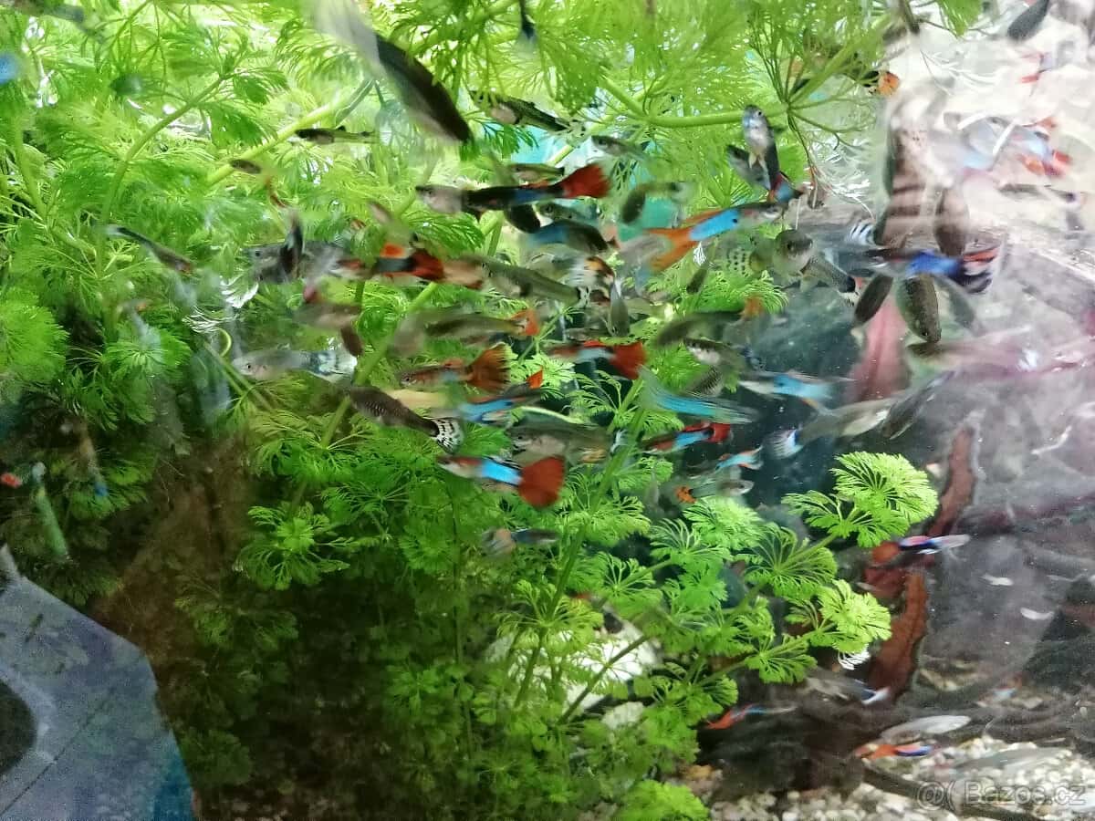 Prodám paví očka 7