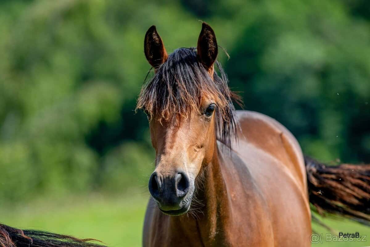 3-letá wpbr klisnička 2