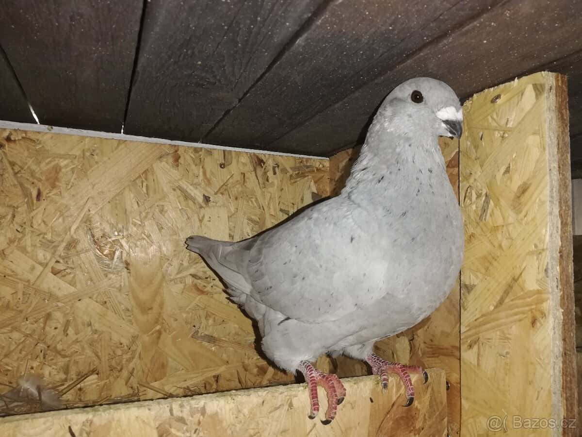 Prodám holuby 2