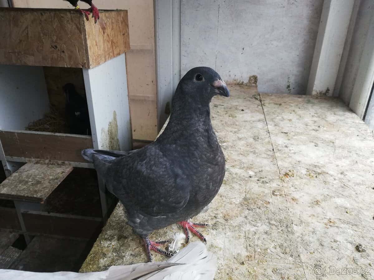Prodám holuby 4