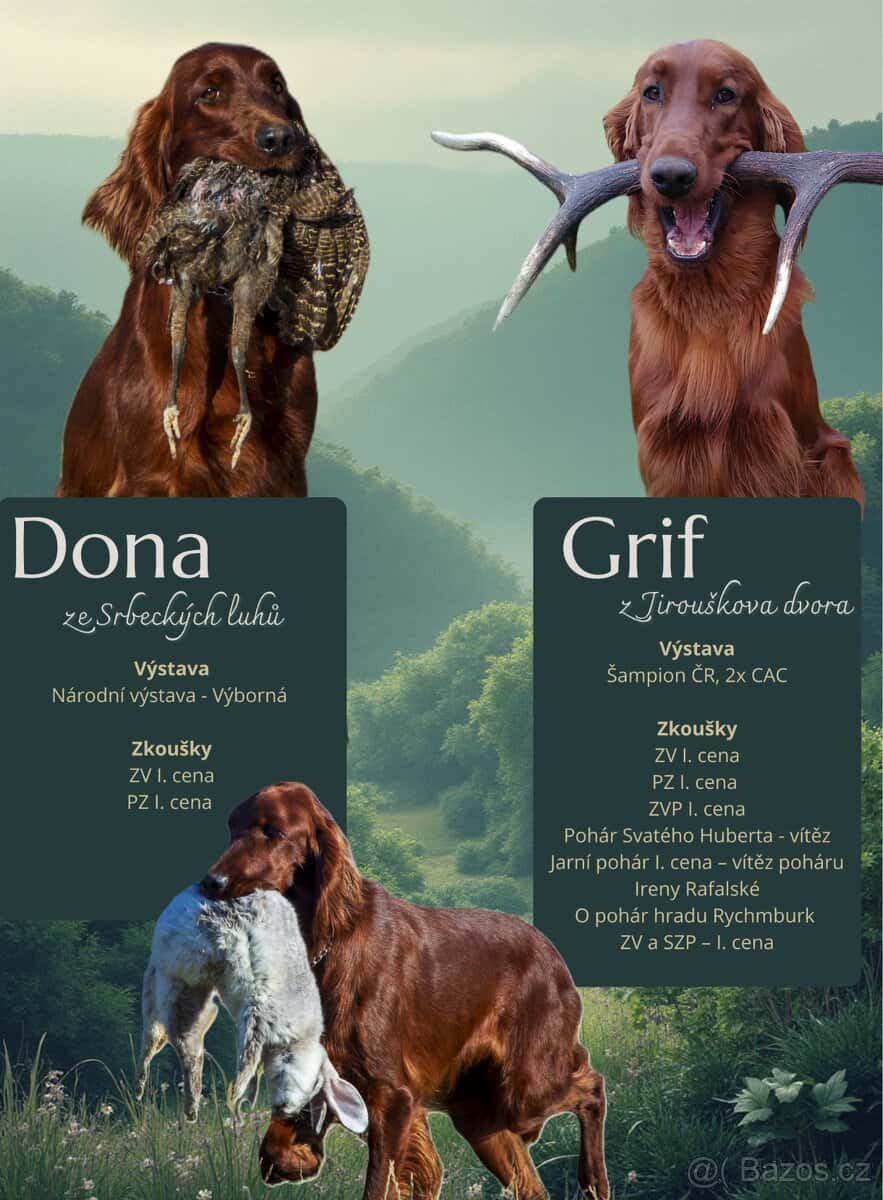 Štěňata irských setrů 1