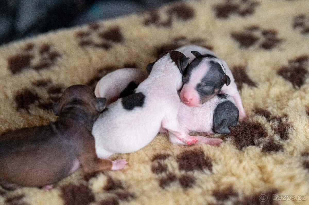 Americký bezsrstý teriér 9