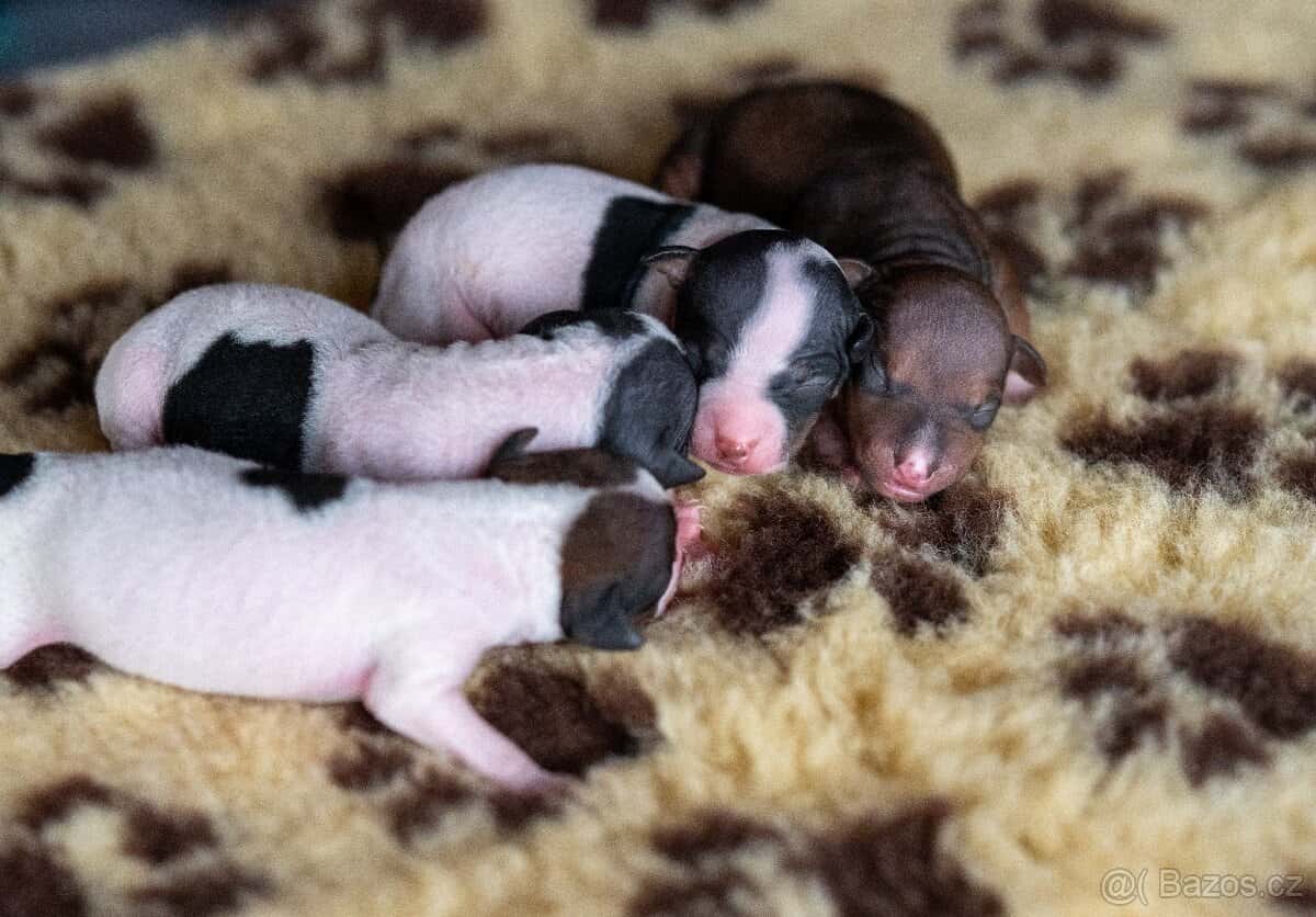 Americký bezsrstý teriér 10