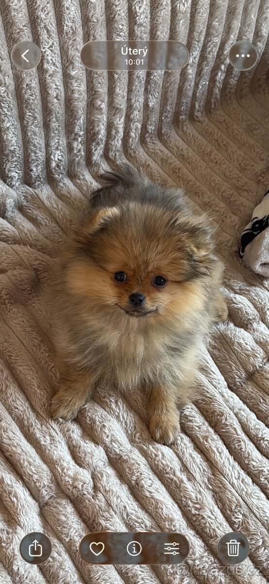 Pomeranian s PP 1