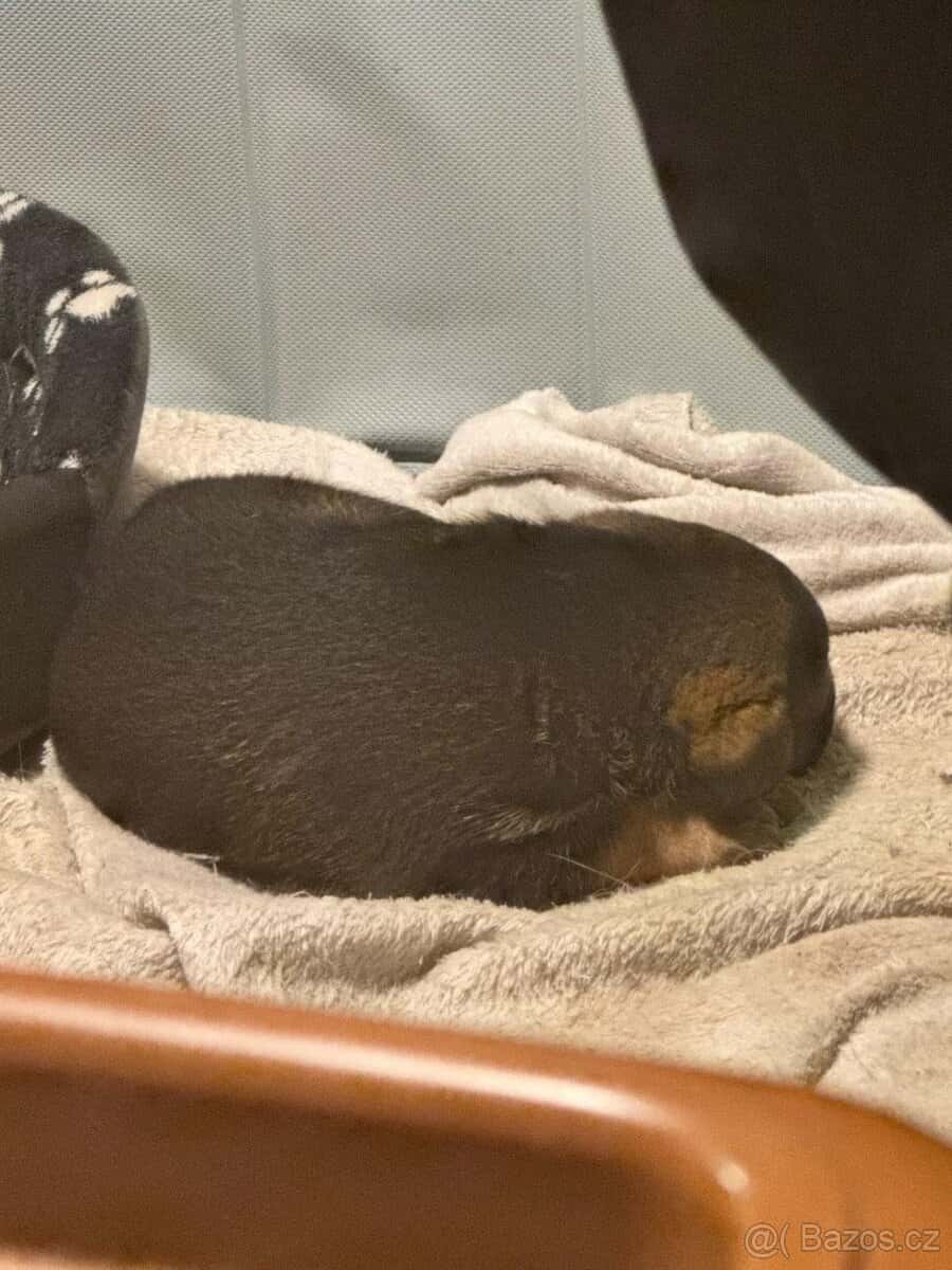 Prodam štěňátka 3
