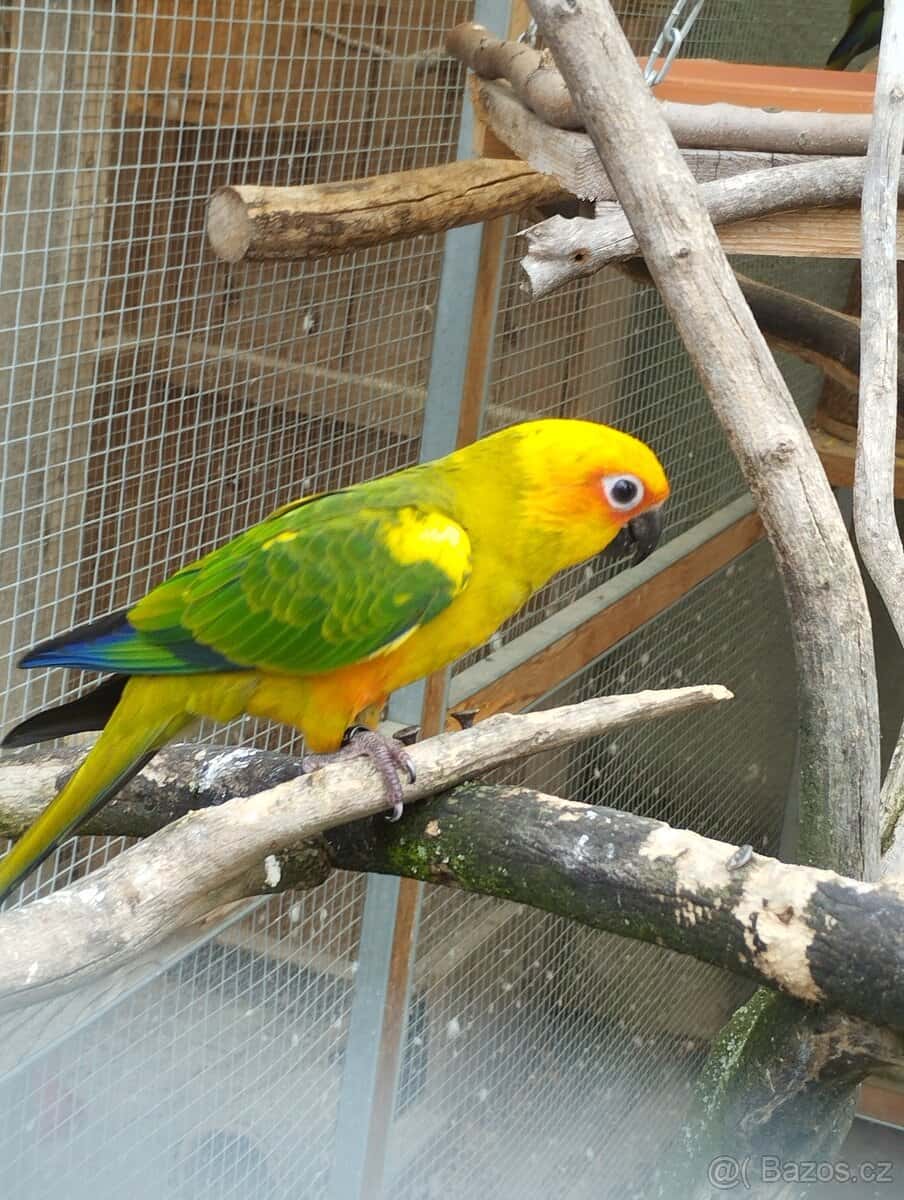 Aratinga Sluneční 2