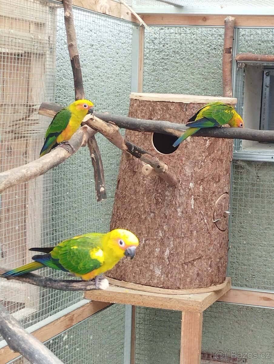 Aratinga Sluneční 3