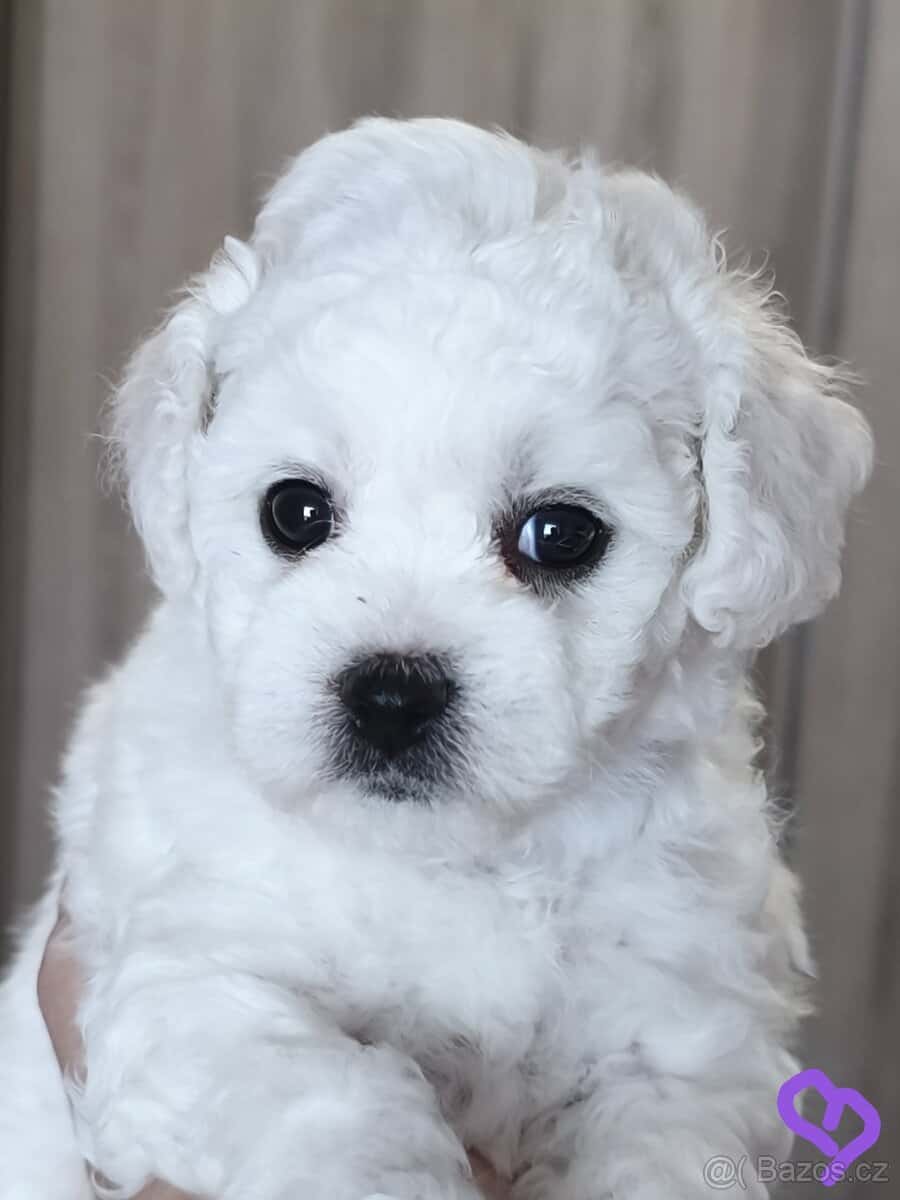 Bišonek s PP štěně psa. 5