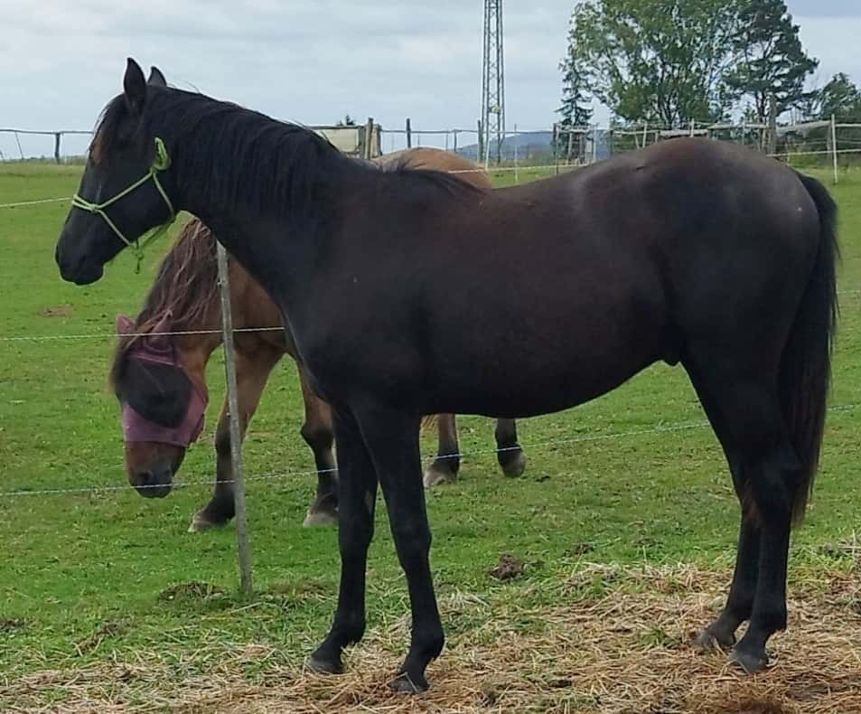 Lusitano x Welsh B 2