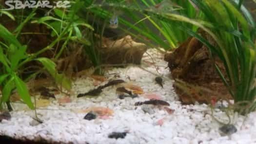 akvarijní rybičky 1