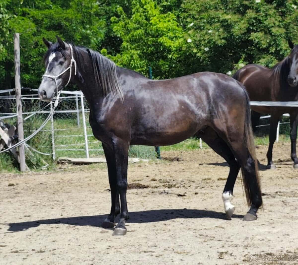 Prodám líbivého valacha 1