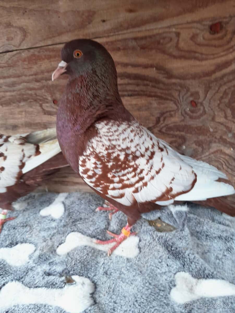 Prodám holuby 2