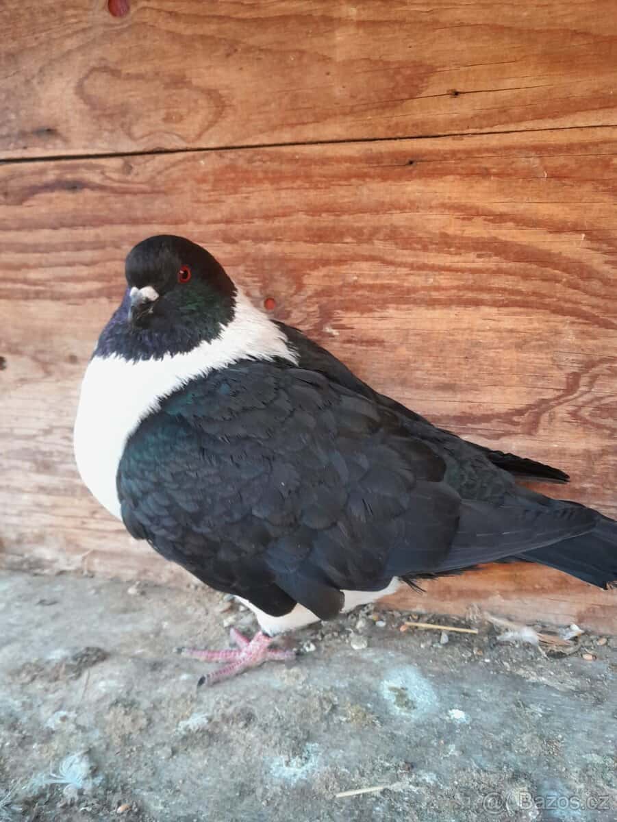 Prodám holuby 4