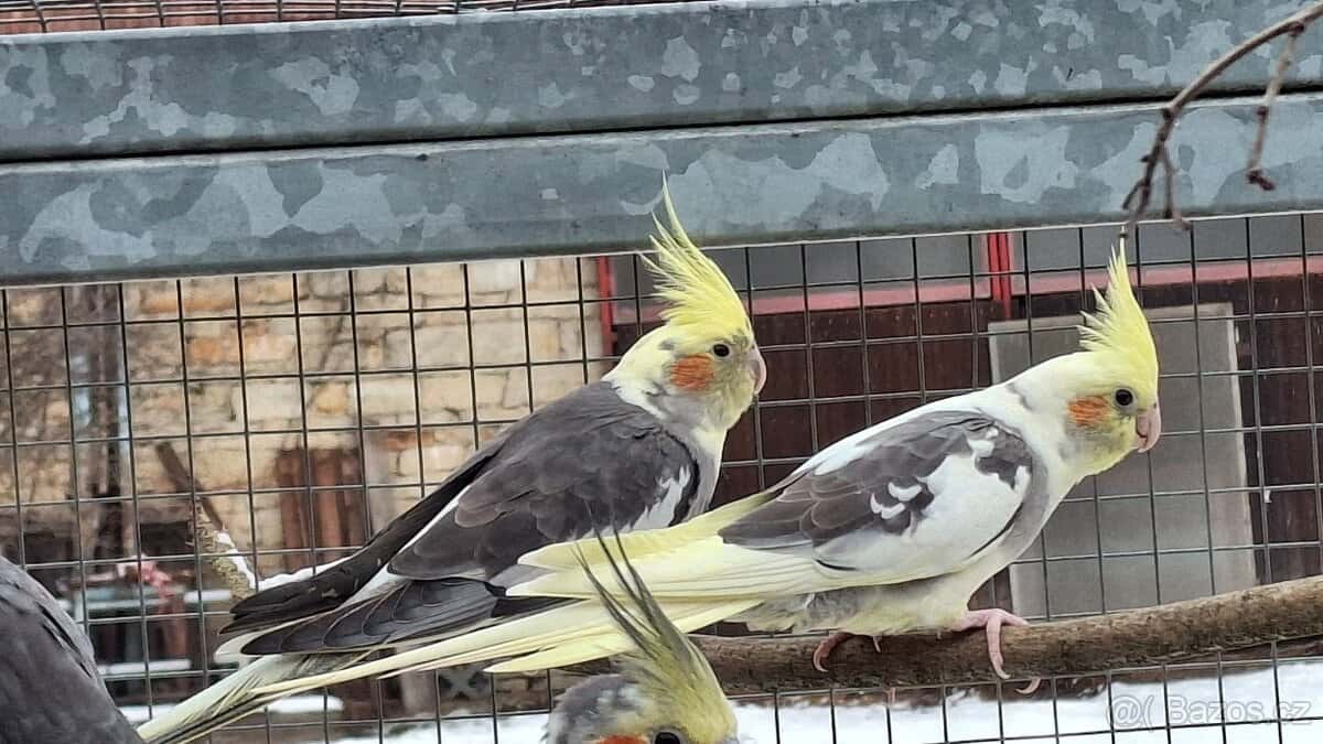 Korely chocholaté 5